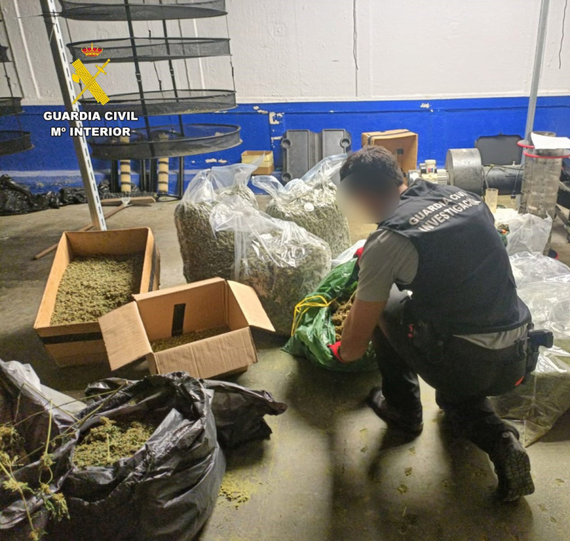 Se intervinieron 1.066 plantas de cannabis sativa, de las cuales 58 eran plantas madre destinadas a la obtención de esquejes, 31,15 kilos de marihuana envasada al vacío, 13,6 kilos de polen y 6,46 kilos de picadura de marihuana (GUARDIA CIVIL) Se intervinieron 1.066 plantas de cannabis sativa, de las cuales 58 eran plantas madre destinadas a la obtención de esquejes, 31,15 kilos de marihuana envasada al vacío, 13,6 kilos de polen y 6,46 kilos de picadura de marihuana (GUARDIA CIVIL)