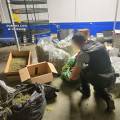 Se intervinieron 1.066 plantas de cannabis sativa, de las cuales 58 eran plantas madre destinadas a la obtención de esquejes, 31,15 kilos de marihuana envasada al vacío, 13,6 kilos de polen y 6,46 kilos de picadura de marihuana (GUARDIA CIVIL)
