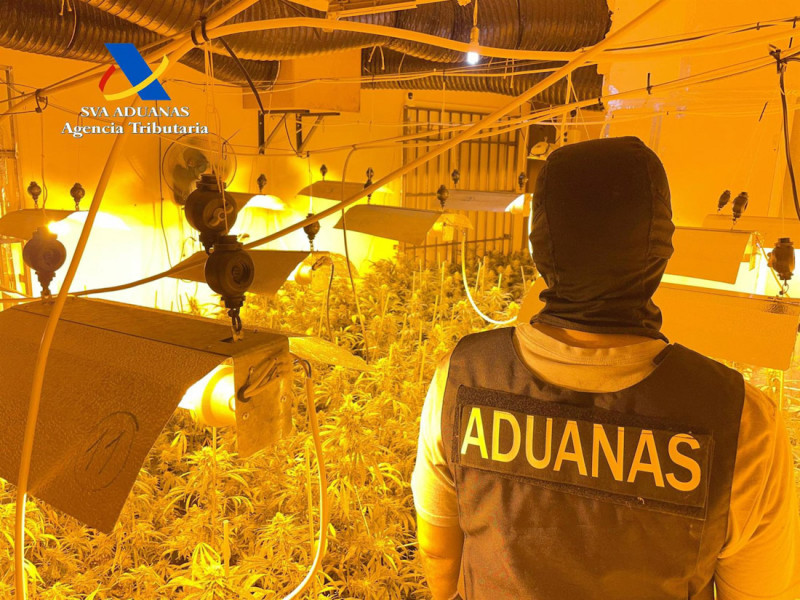 Agente de Vigilancia Aduanera de la Agencia Tributaria en el desmantelamiento de una plantación de marihuana en Granada (AGENCIA TRIBUTARIA)