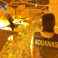 Agente de Vigilancia Aduanera de la Agencia Tributaria en el desmantelamiento de una plantación de marihuana en Granada (AGENCIA TRIBUTARIA)