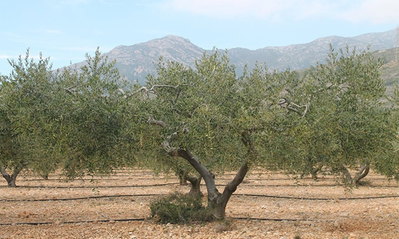 as altas temperaturas han hecho que los niveles de polen de olivo en la provincia de Granada empiecen a descender (CONSELLERIA D'AGRICULTURA) as altas temperaturas han hecho que los niveles de polen de olivo en la provincia de Granada empiecen a descender (CONSELLERIA D'AGRICULTURA)