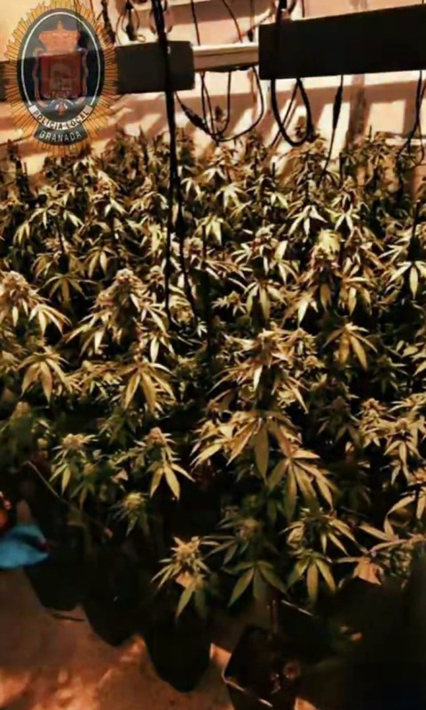 Plantación de marihuana en una vivienda de Granada (POLICÍA LOCAL DE GRANADA) Plantación de marihuana en una vivienda de Granada (POLICÍA LOCAL DE GRANADA)