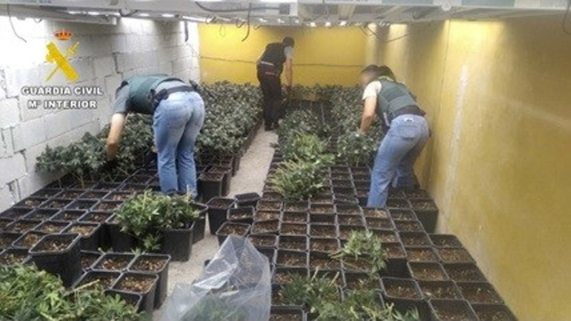 Incautadas 6.376 plantas tras cinco operaciones contra el cultivo de marihuana en una semana (GUARDIA CIVIL) Incautadas 6.376 plantas tras cinco operaciones contra el cultivo de marihuana en una semana (GUARDIA CIVIL)