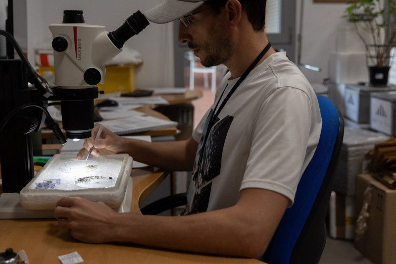 Análisis para la detección del virus del Nilo en mosquitos portadores. Archivo (JUNTA DE ANDALUCÍA) Análisis para la detección del virus del Nilo en mosquitos portadores. Archivo (JUNTA DE ANDALUCÍA)