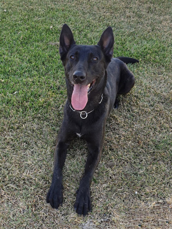 Imagen del perro Júper, detector de drogas del Servicio Cinológico (GUARDIA CIVIL GRANADA)