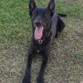 Imagen del perro Júper, detector de drogas del Servicio Cinológico (GUARDIA CIVIL GRANADA)