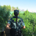 Imagen de una agente de la Guardia Civil en una plantación ilegal de marihuana (GUARDIA CIVIL)