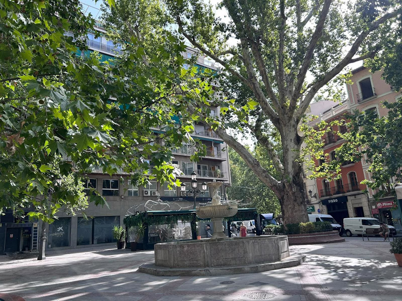 El Ayuntamiento garantiza la seguridad y conservación de los cuatro árboles históricos de Plaza del Campillo (AYUNTAMIENTO DE GRANADA) El Ayuntamiento garantiza la seguridad y conservación de los cuatro árboles históricos de Plaza del Campillo (AYUNTAMIENTO DE GRANADA)