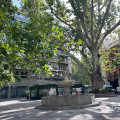 El Ayuntamiento garantiza la seguridad y conservación de los cuatro árboles históricos de Plaza del Campillo (AYUNTAMIENTO DE GRANADA)