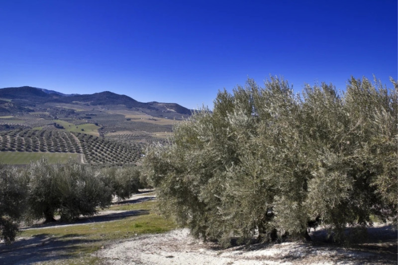 Olivar (FAECA) Olivar (FAECA)