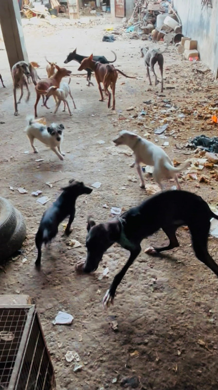 Una veintena de perros han sido rescatados y puestos a salvo tras ser hallados en condiciones de insalubridad en una vivienda de Pinos Puente (POLICÍA LOCAL DE PINOS PUENTE) Una veintena de perros han sido rescatados y puestos a salvo tras ser hallados en condiciones de insalubridad en una vivienda de Pinos Puente (POLICÍA LOCAL DE PINOS PUENTE)