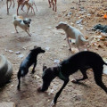 Una veintena de perros han sido rescatados y puestos a salvo tras ser hallados en condiciones de insalubridad en una vivienda de Pinos Puente (POLICÍA LOCAL DE PINOS PUENTE)