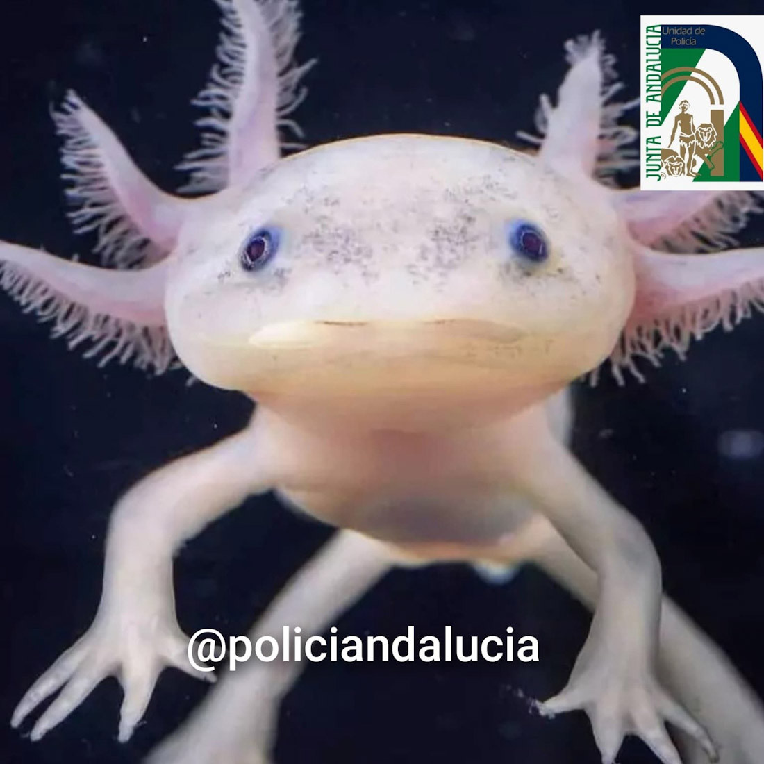 El ajolote mexicano es un anfibio endémico de México que, en estado silvestre, sobrevive únicamente en el sistema de canales de Xochimilco, en Ciudad de México (JUNTA)