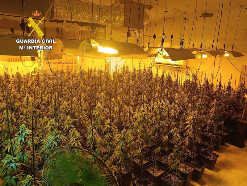 La Guardia Civil desmantela diez centros de producción de marihuana e interviene 2.375 plantas en Cogollos Vega (GUARDIA CIVIL) La Guardia Civil desmantela diez centros de producción de marihuana e interviene 2.375 plantas en Cogollos Vega (GUARDIA CIVIL)