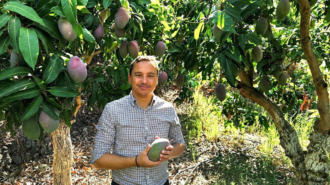 La Costa Tropical de Granada se prepara para de la campaña del mango 2026, en la que las altas temperaturas de este mes de agosto han acelerado la maduración del fruto (AYUNTAMIENTO DE ALMUÑÉCAR)