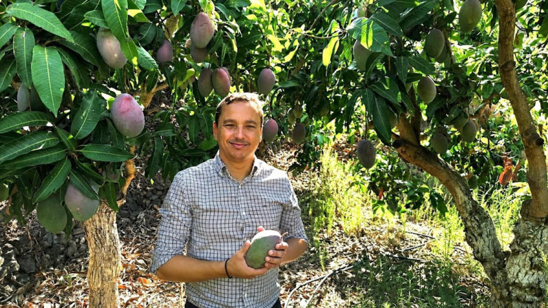 La Costa Tropical de Granada se prepara para de la campaña del mango 2026, en la que las altas temperaturas de este mes de agosto han acelerado la maduración del fruto (AYUNTAMIENTO DE ALMUÑÉCAR) La Costa Tropical de Granada se prepara para de la campaña del mango 2026, en la que las altas temperaturas de este mes de agosto han acelerado la maduración del fruto (AYUNTAMIENTO DE ALMUÑÉCAR)