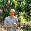 La Costa Tropical de Granada se prepara para de la campaña del mango 2026, en la que las altas temperaturas de este mes de agosto han acelerado la maduración del fruto (AYUNTAMIENTO DE ALMUÑÉCAR)