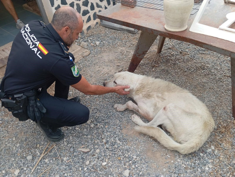 En el momento de su localización por parte de unos senderistas cerca de la ermita de Las Nieves, el animal pesaba únicamente 26 kilogramos, muy por debajo del peso habitual de un ejemplar de esta raza, estimado entre 70 y 100 kilogramos (JUNTA)
