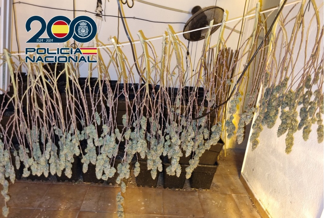 Cogollos en proceso de secado (POLICIA NACIONAL)