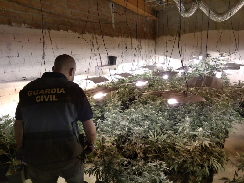 Imagen de archivo de una peración contra el cultivo de marihuana (GUARDIA CIVIL) Imagen de archivo de una peración contra el cultivo de marihuana (GUARDIA CIVIL)