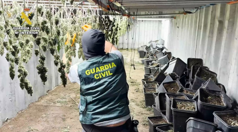 Marihuana incautada en Iznalloz (GUARDIA CIVIL) Marihuana incautada en Iznalloz (GUARDIA CIVIL)