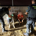 Dos hombres fueron retenidos por los propietarios de una finca en Las Gabias hasta que llegó la Guardia Civil para identificarlos y detenerlos como presuntos autores de un robo en grado de tentativa (GUARDIA CIVIL)