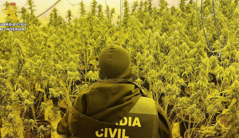 Intervienen más de 13.000 plantas de marihuana en cuatro días en la provincia (GUARDIA CIVIL)