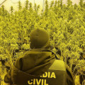 Intervienen más de 13.000 plantas de marihuana en cuatro días en la provincia (GUARDIA CIVIL)