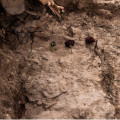 Las familias de las primeras víctimas identificadas de las fosas comunes de Padul, Felipe Fernández Fajardo y Francisco Rodríguez López, recibirán sus restos (UNIVERSIDAD DE GRANADA)
