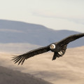 Vuelo de un cóndor (UGR)