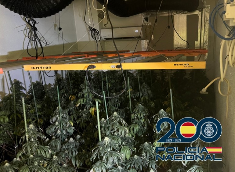 Plantación de Marihuana (POLICIA NACIONAL)