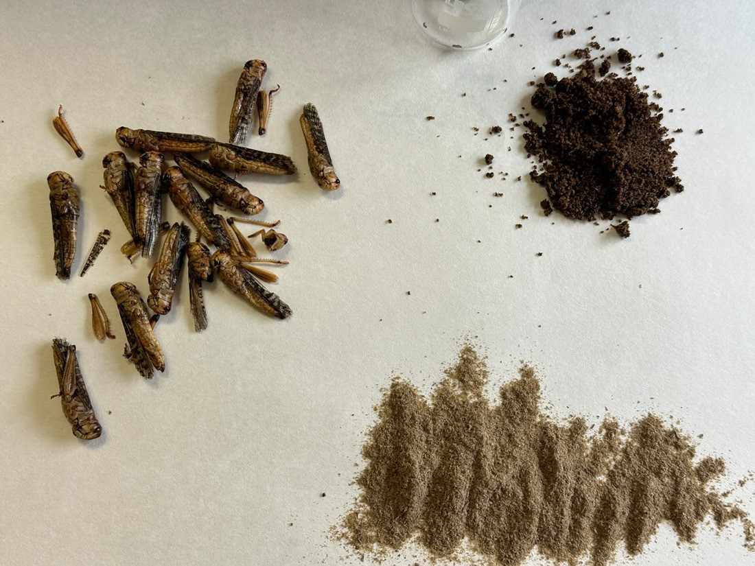 Insectos comestibles (UGR)