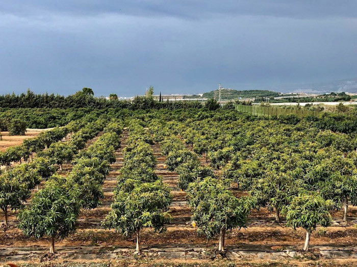 Finca en Granada (CAJA RURAL GRANADA)
