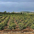 Finca en Granada (CAJA RURAL GRANADA)